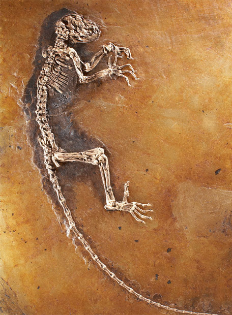 Nuevo fósil: ¿El eslabón perdido entre humanos y simios?